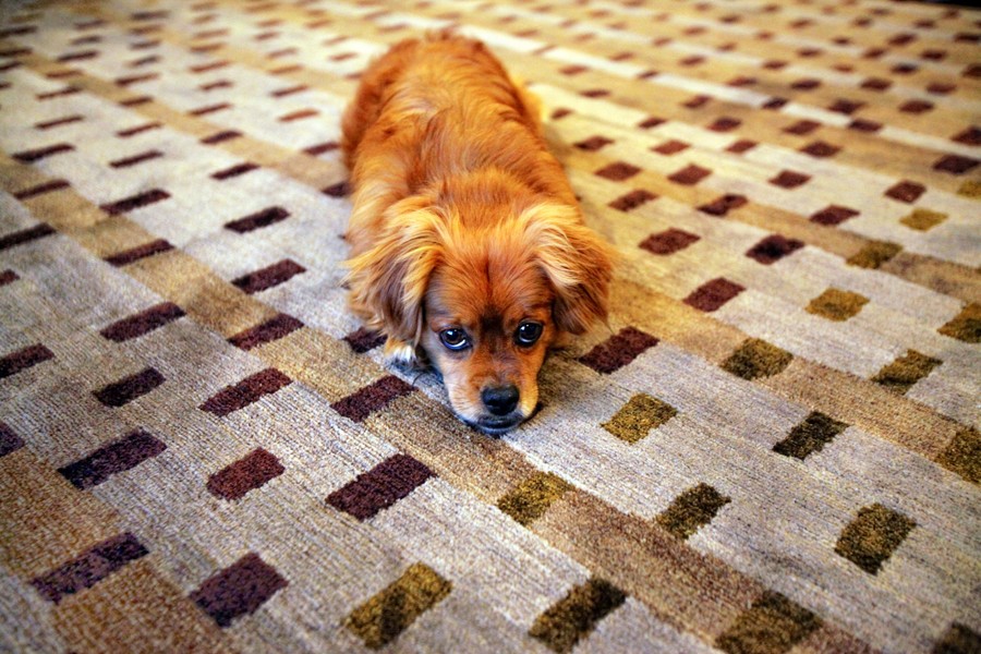 Carpet with coffee stain.