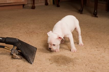 Odor removal in Beach